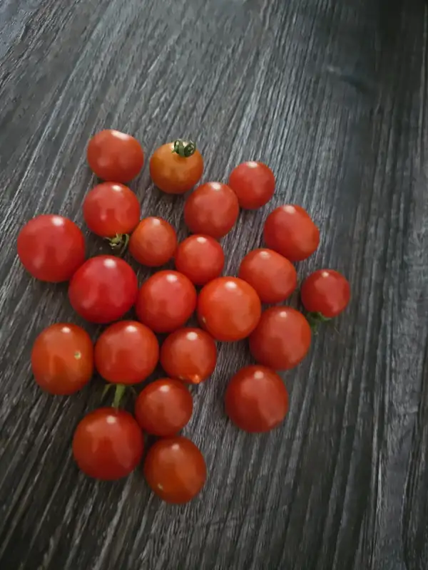 Tomaten: Iva