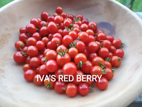Tomaten: Iva