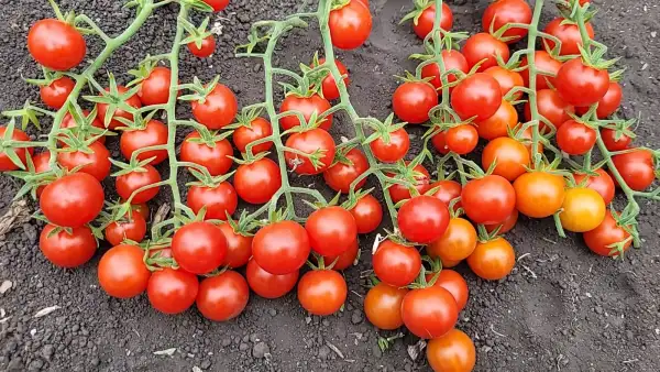 Tomaten: Iva´s Red Berry