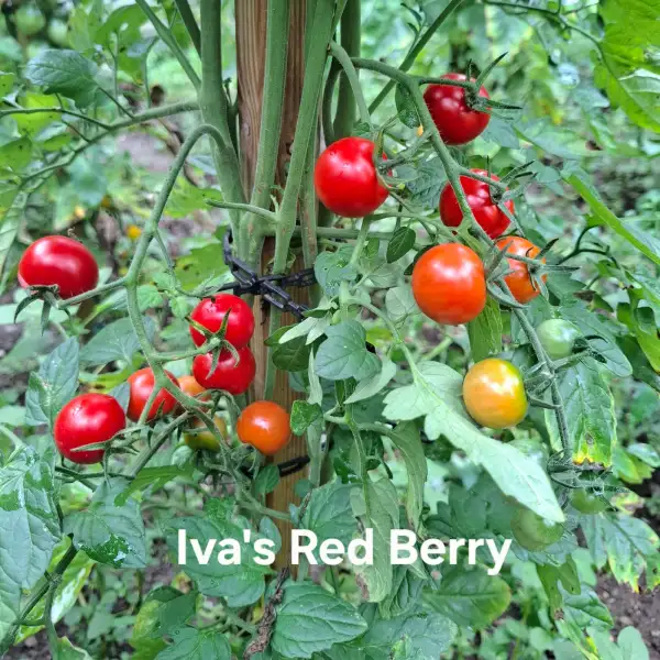 Tomaten: Iva