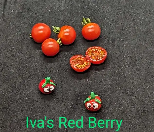 Tomaten: Iva