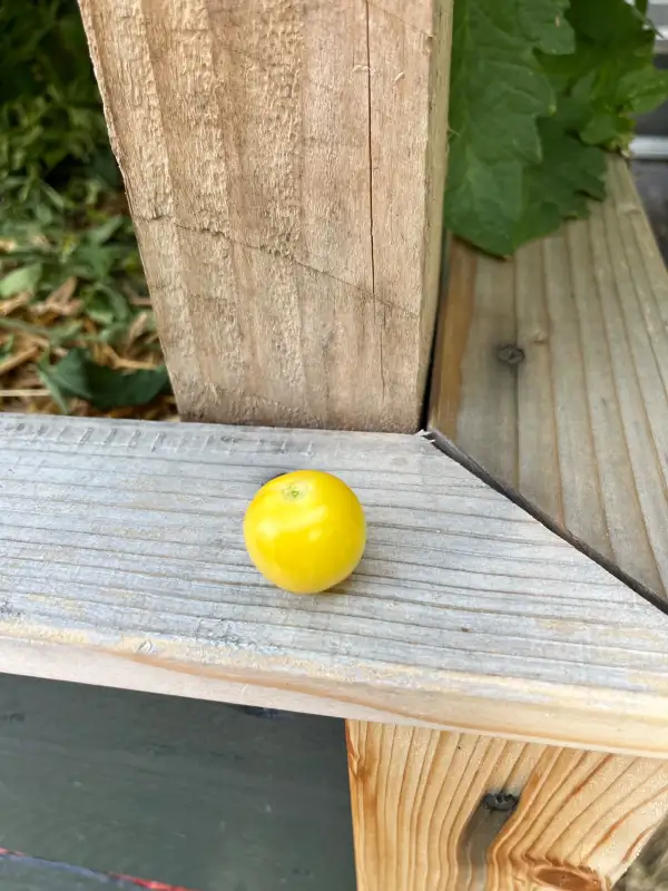 Tomaten: Iva´s Sweet White
