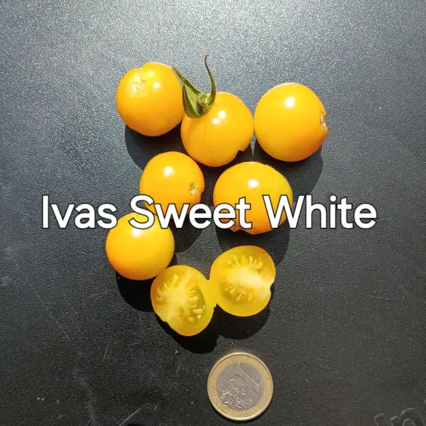 Tomaten: Iva