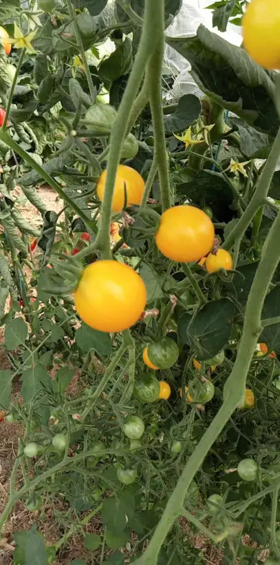 Tomaten: Iva´s Sweet White