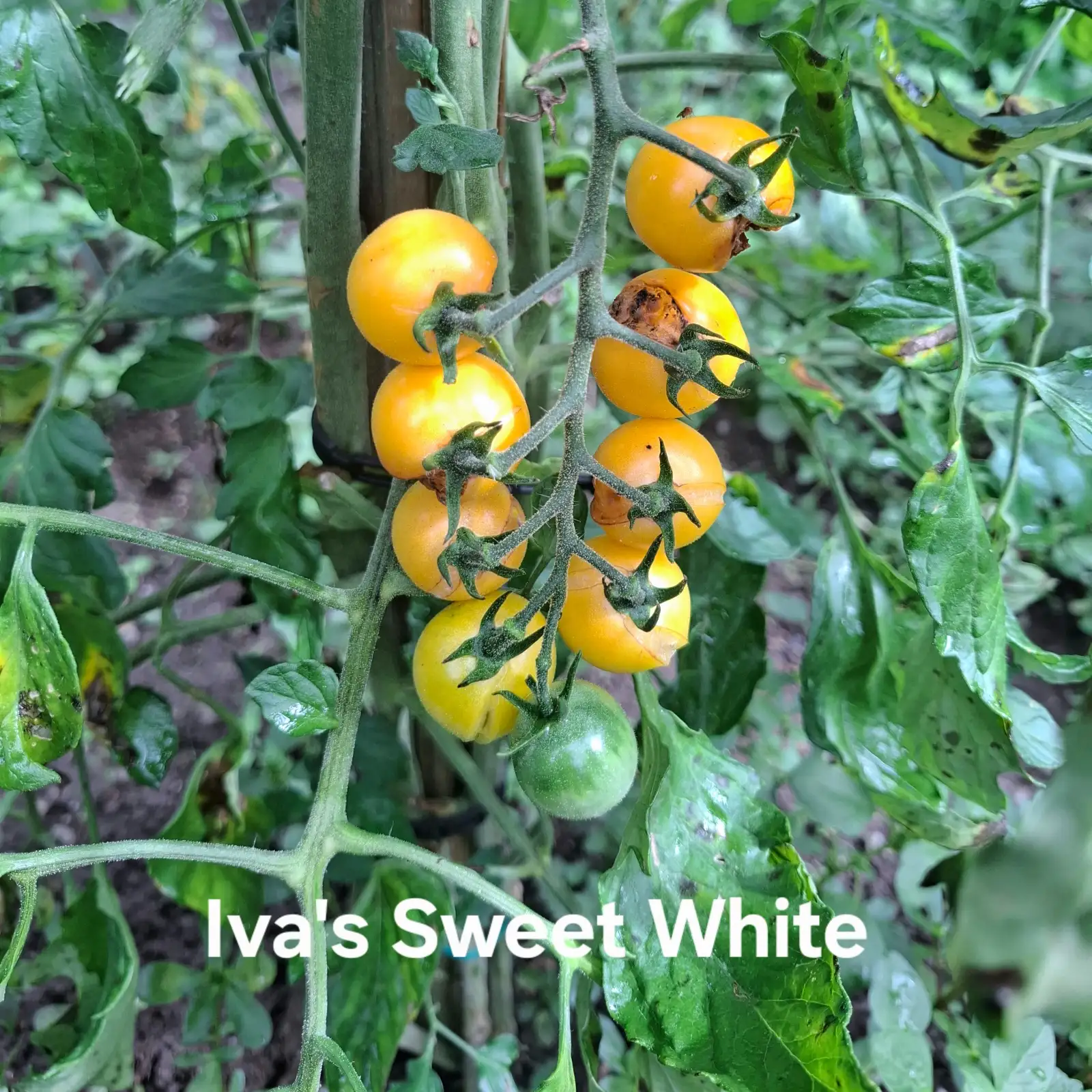 Tomaten: Iva