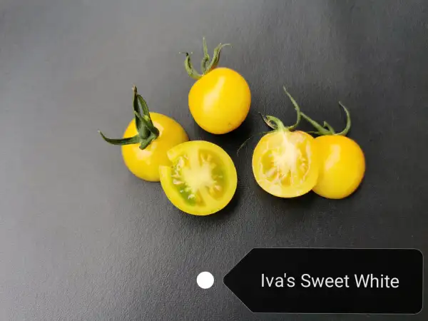 Tomaten: Iva´s Sweet White