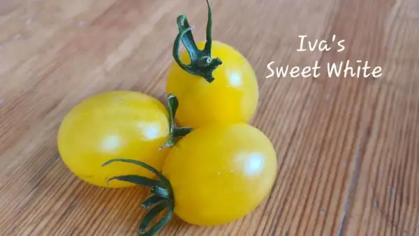 Tomaten: Iva