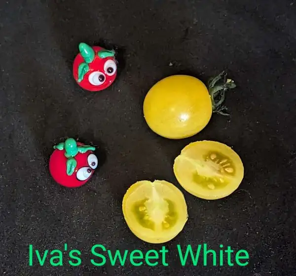 Tomaten: Iva