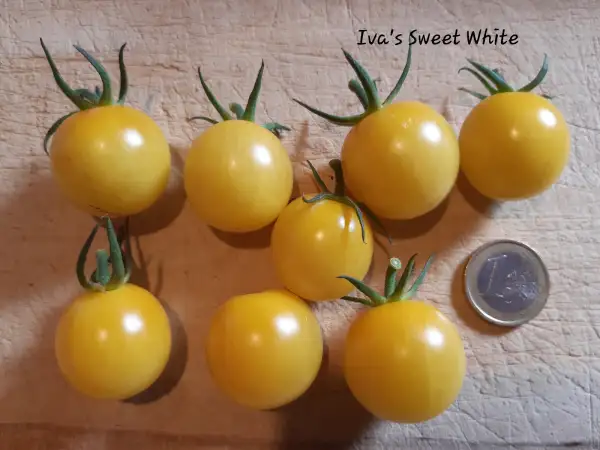 Tomaten: Iva´s Sweet White