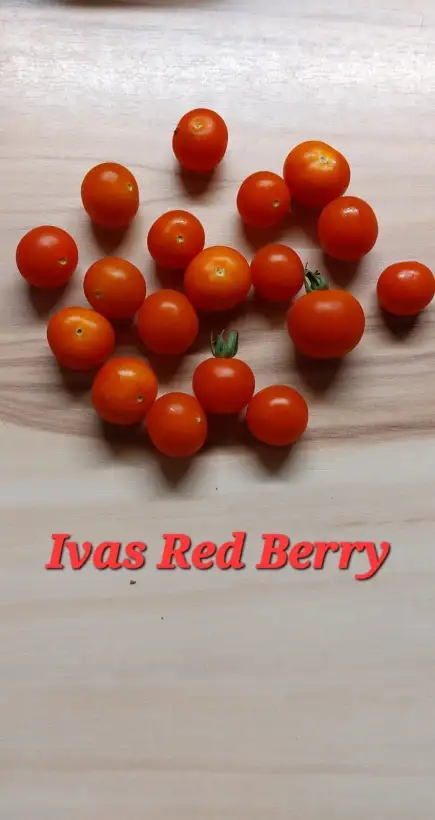 Tomaten: Ivas Red Berry