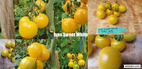 Tomaten: Ives Sweet White - Freilandgeeignet