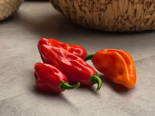 Chili / Paprika: ivorischer Chili