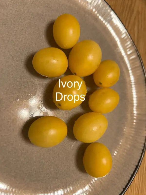 Tomaten: Ivory Drops