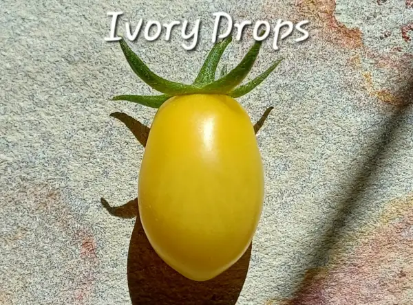 Tomaten: Ivory Drops