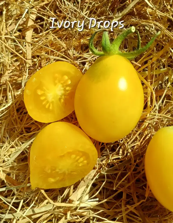 Tomaten: Ivory Drops