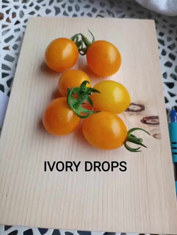 Tomaten: Ivory Drops