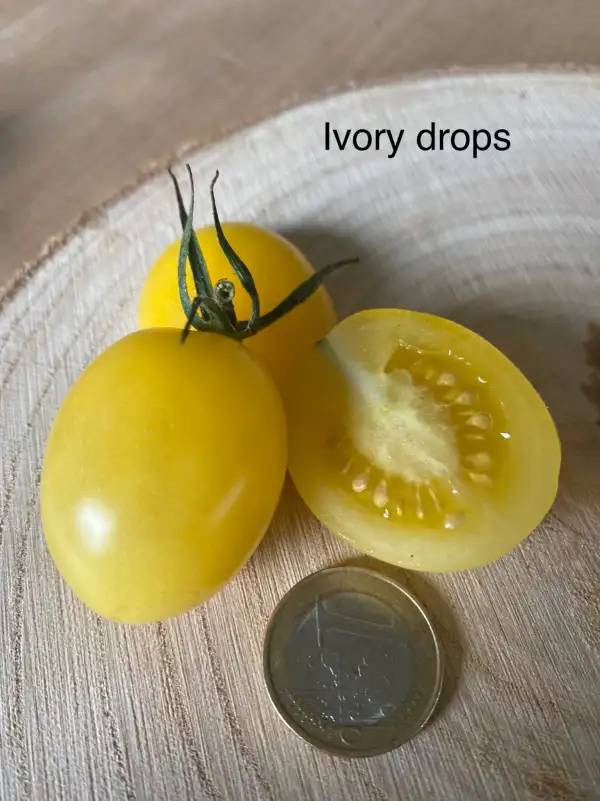 Tomaten: Ivory Drops