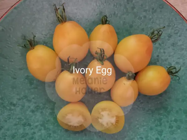 Tomaten: Ivory Egg