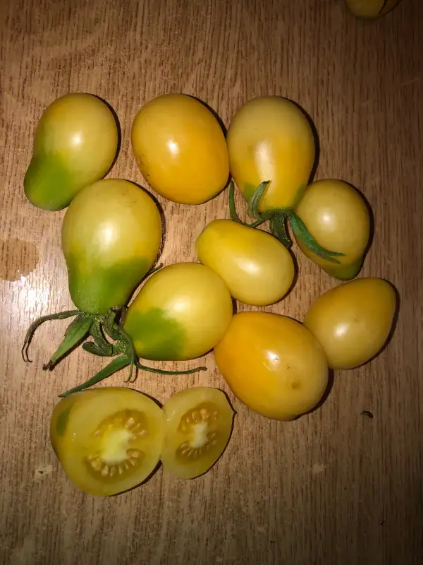 Tomaten: Ivory Pear