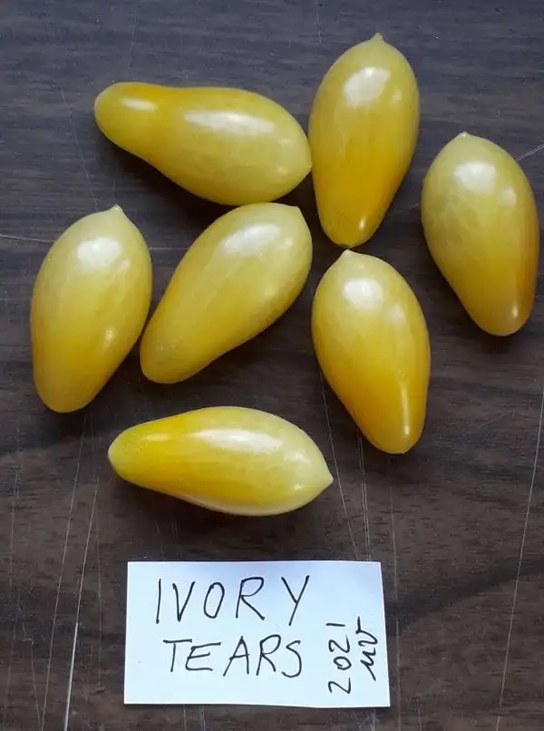 Tomaten: Ivory Tears