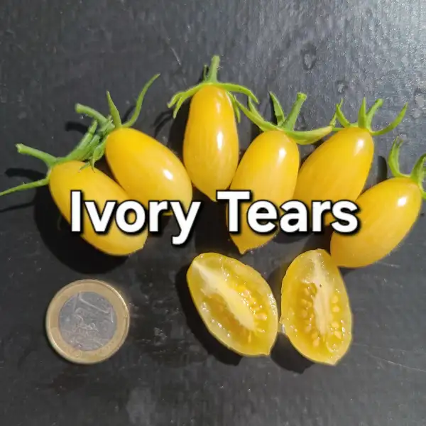 Tomaten: Ivory Tears