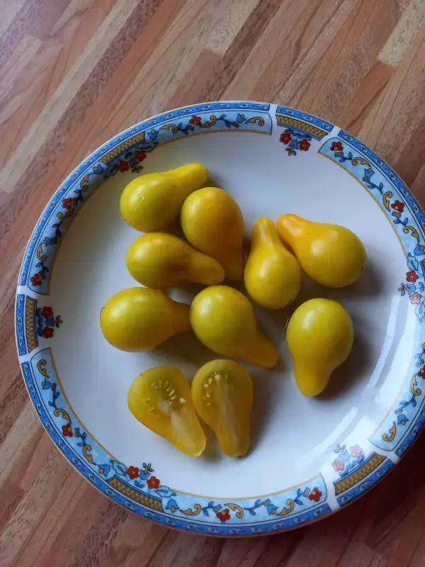 Tomaten: Ivory Tears