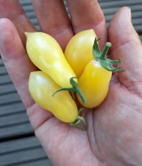 Tomaten: Ivory Tears