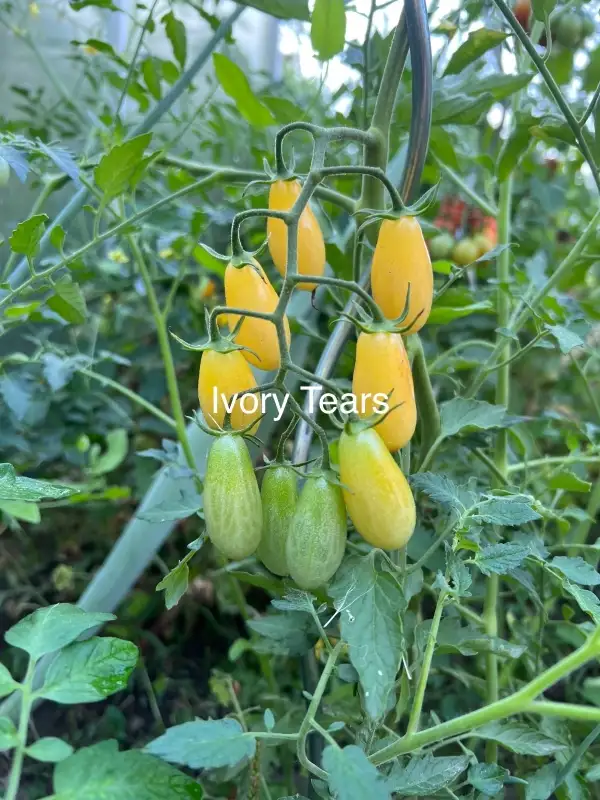 Tomaten: Ivory Tears