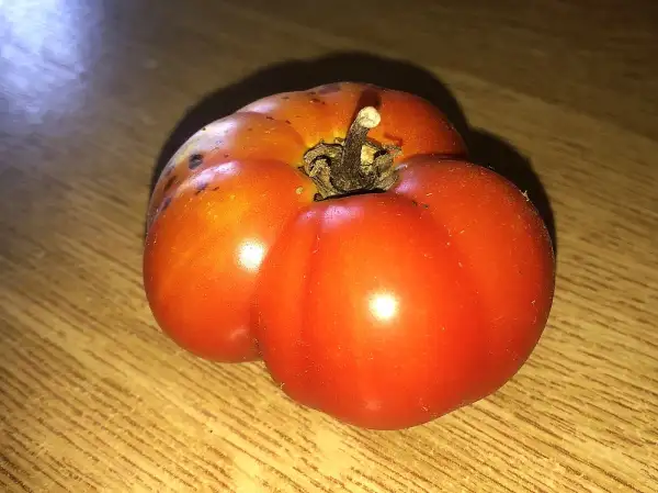 Tomaten: Iyulskie