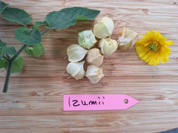 Physalis: Izumii
