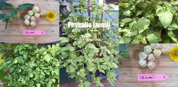 Physalis: Izumii