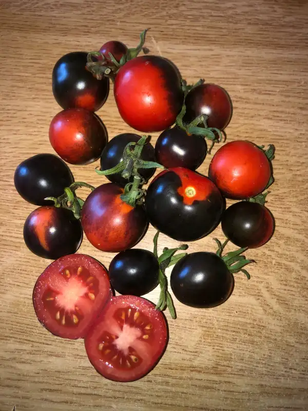 Tomaten: J&L Midnight Select