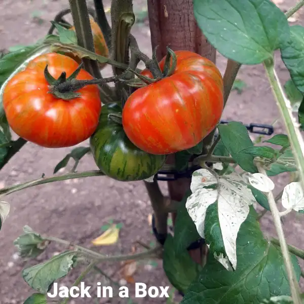 Tomaten: Jack in a Box