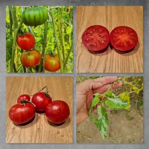 Tomaten: Jack in a Box