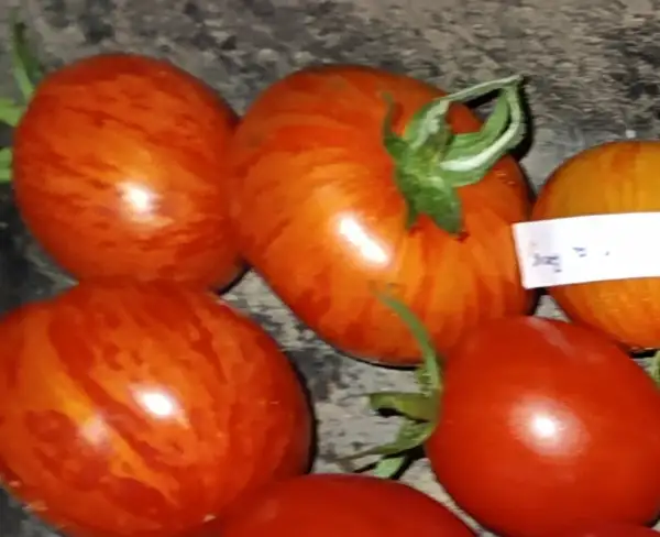 Tomaten: Jack in a Box