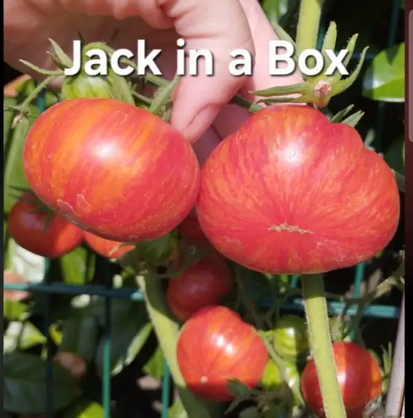 Tomaten: Jack in a Box