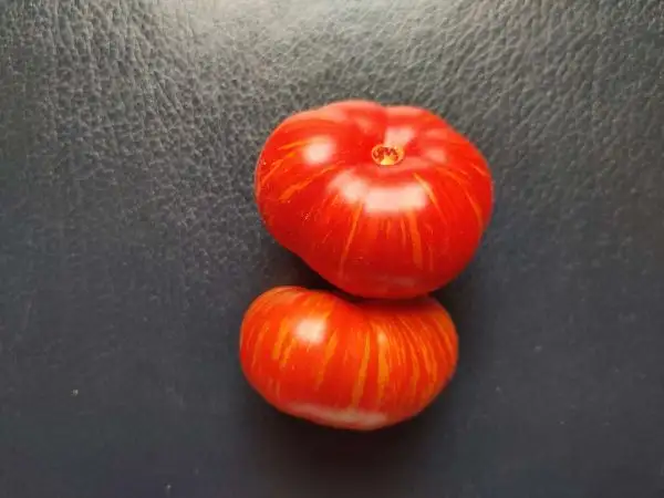 Tomaten: Jack in a Box