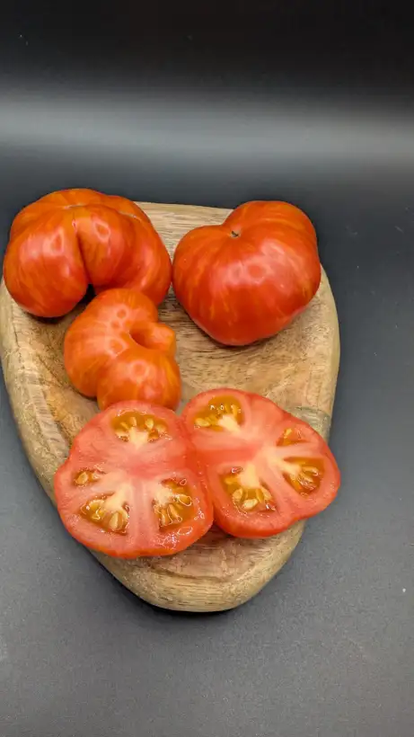 Tomaten: Jack in a Box (Dwarf/Panaschiert)