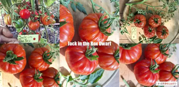 Tomaten: Jack in the Box