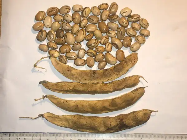 Bohnen: Jack in the Pole Bean Stalk