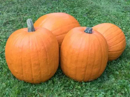 Kürbisse: Jack O Lanthern, Cucurbita Pepo