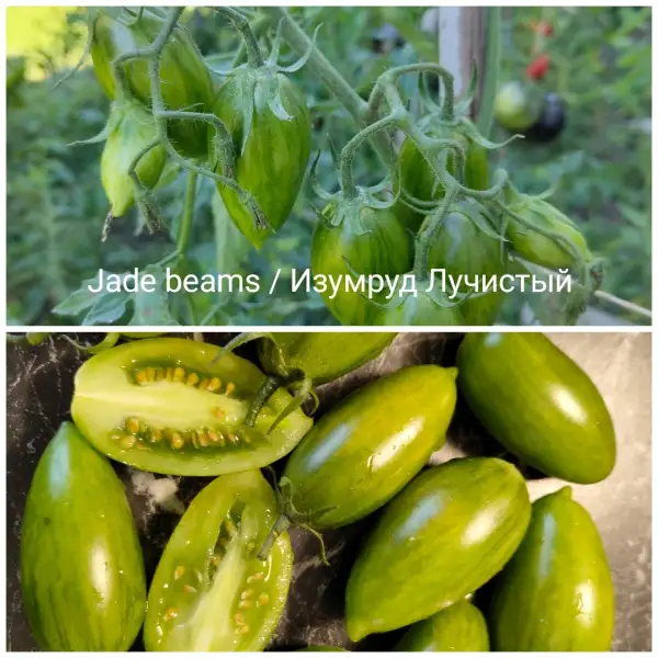 Tomaten: Jade Beams