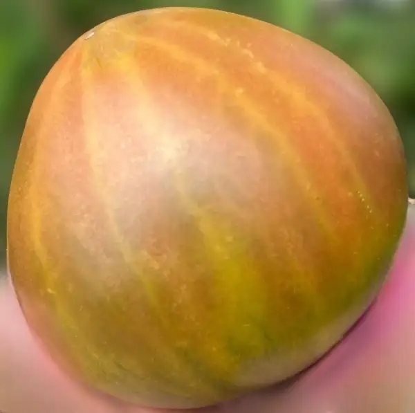 Tomaten: Jade Blaze