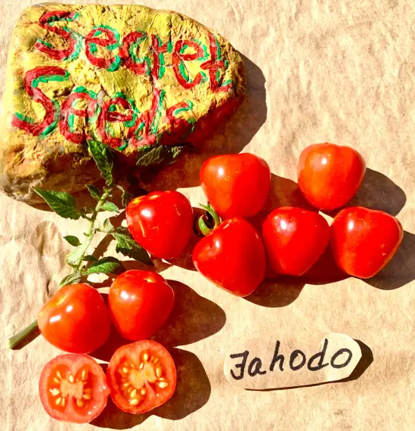 Tomaten: Jahodo