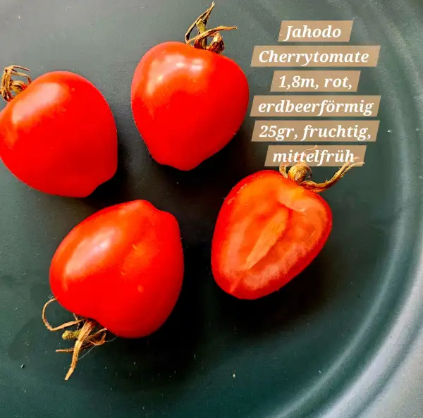 Tomaten: Jahodo