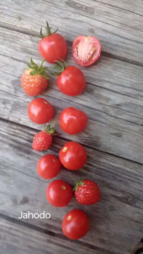 Tomaten: Jahodo