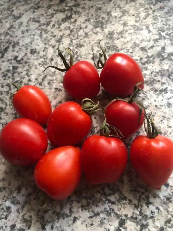 Tomaten: Jahodo