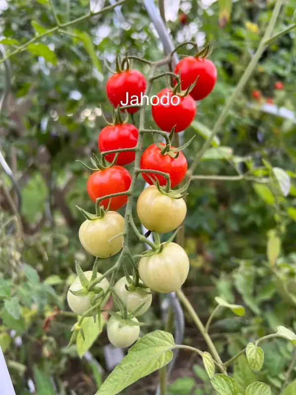 Tomaten: Jahodo