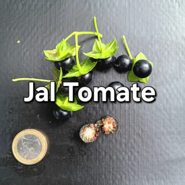 Beeren: Jal Tomate