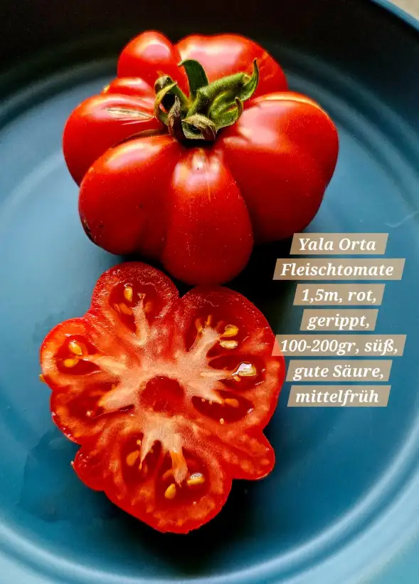 Tomaten: Jala Orta